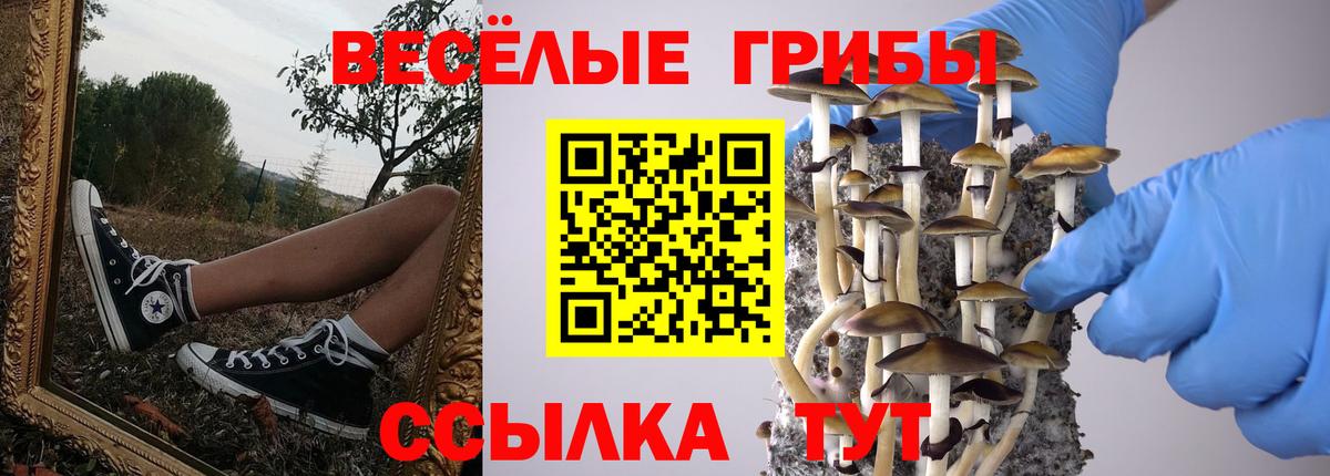Галлюциногенные грибы Psilocybine cubensis  Вход с VPN  Баксан 